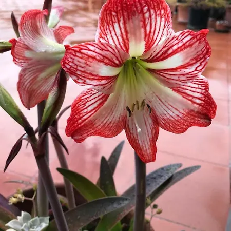 La Certosa * Неаполь